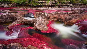 Caño Cristales : A Unique Ecological Phenomenon