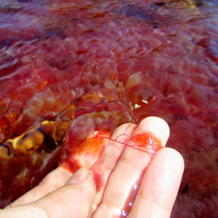 Caño-Cristales-Photo-by-Peter-Fitzgerald