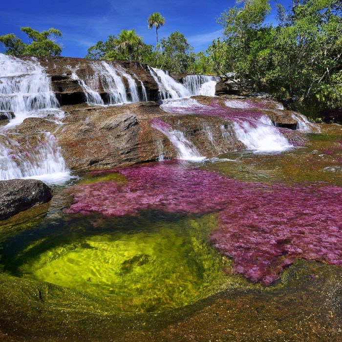 cano-cristales-fluss-in-Kolumbien