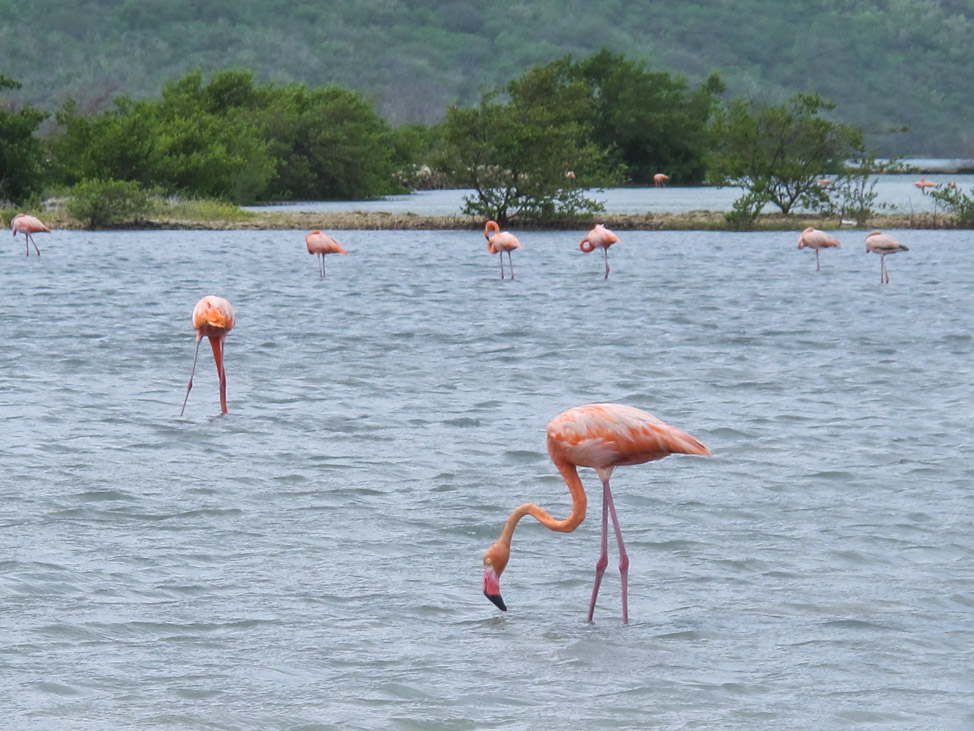 Marvel at flamingos in their natural habitat