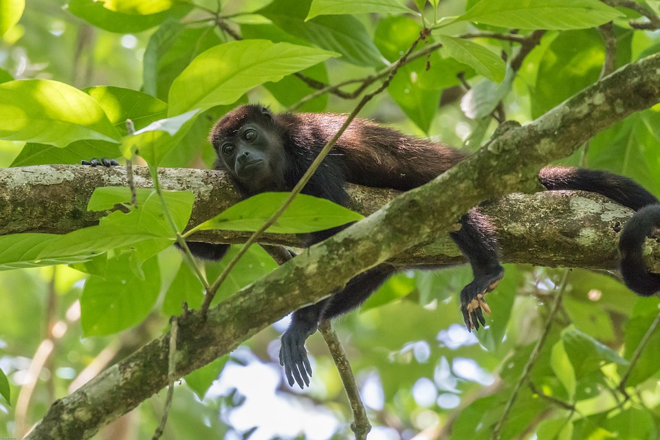 Go on a Wildlife Safari in La Macarena