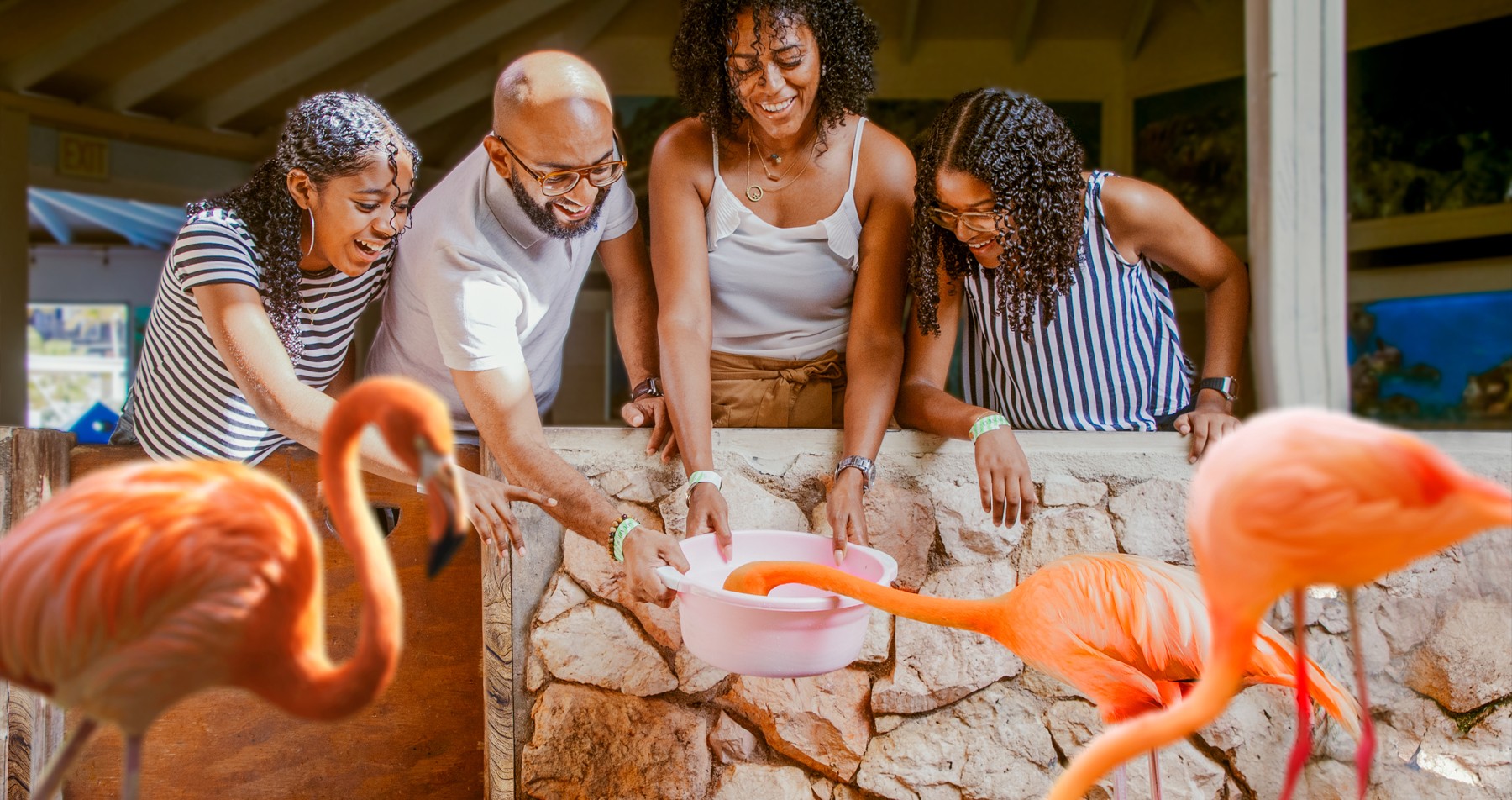 Delve into the depths of marine life at the Curacao Sea Aquarium