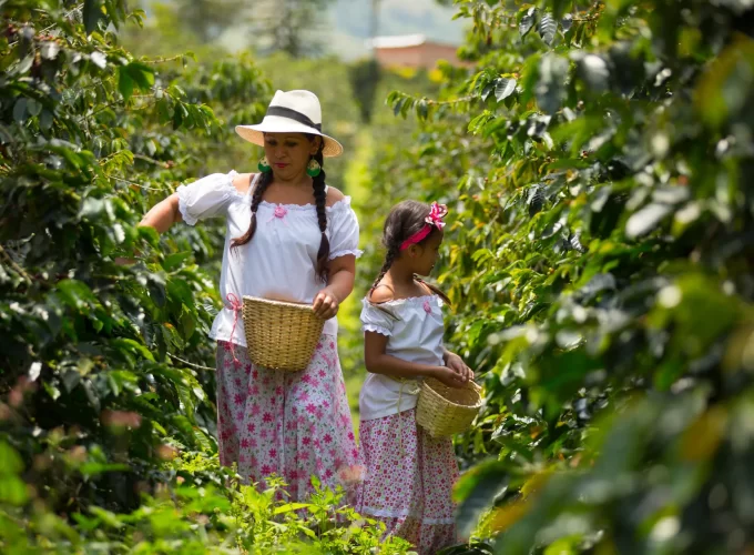 Unravel the Secrets of Colombian Coffee: A Sensory Journey Through the Coffee Triangle