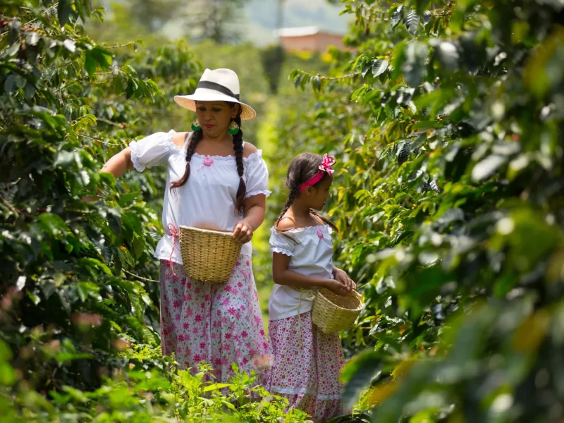 Unravel the Secrets of Colombian Coffee: A Sensory Journey Through the Coffee Triangle