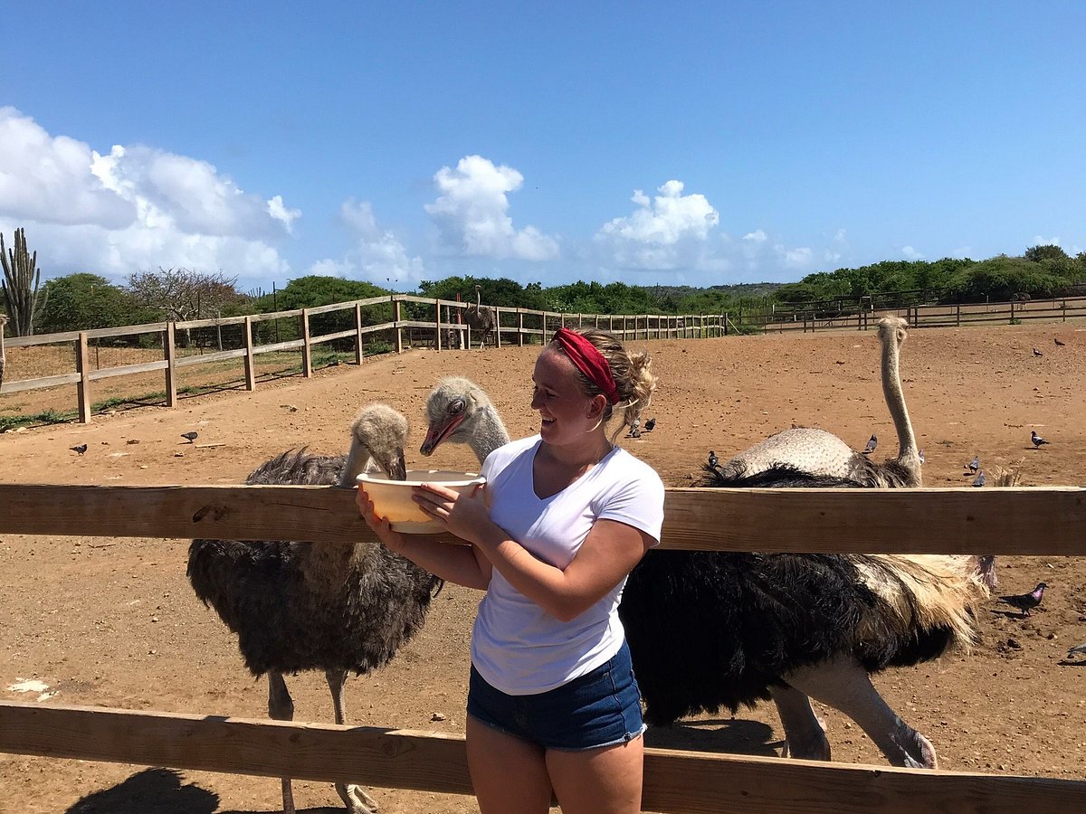 Journey to the Curacao Ostrich Farm and come face to face with these magnificent creatures