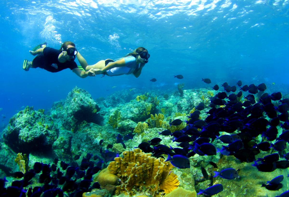 Explore the Vibrant Coral Reef