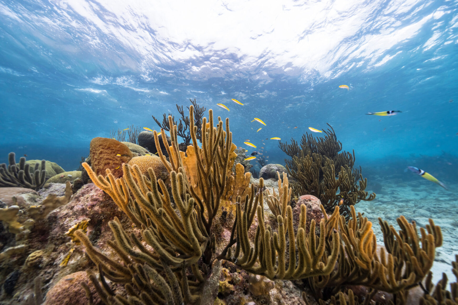 Snorkel next to breathtaking coral reefs